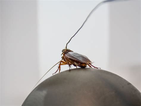 cockroach under microscope|Video: How roaches see in pitch.